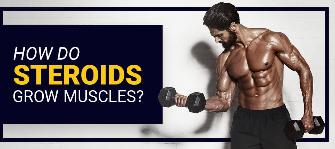 Cover How do Steroids grow muscles? - Steroids Online Canada Blog