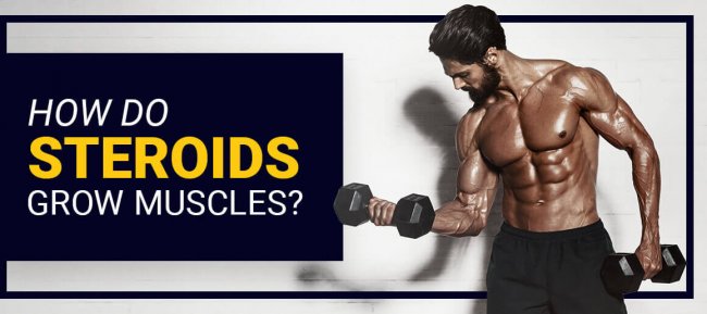 How do Steroids grow muscles? - Steroids Online Canada Blog