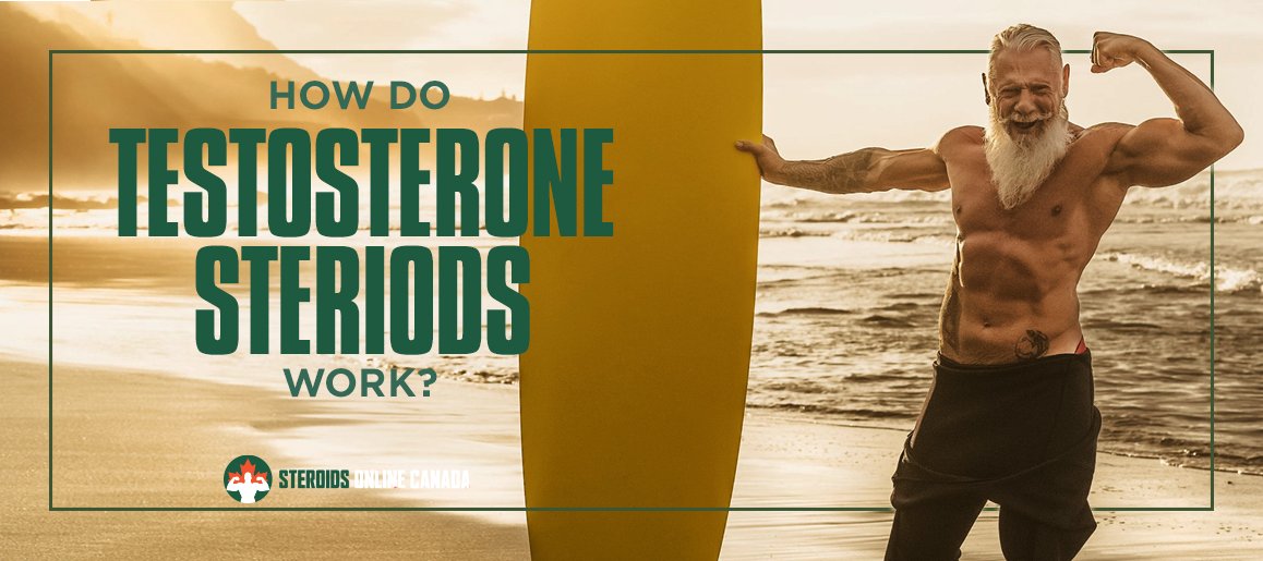 Testosterone-Header How Do Testosterone Steroids Work?